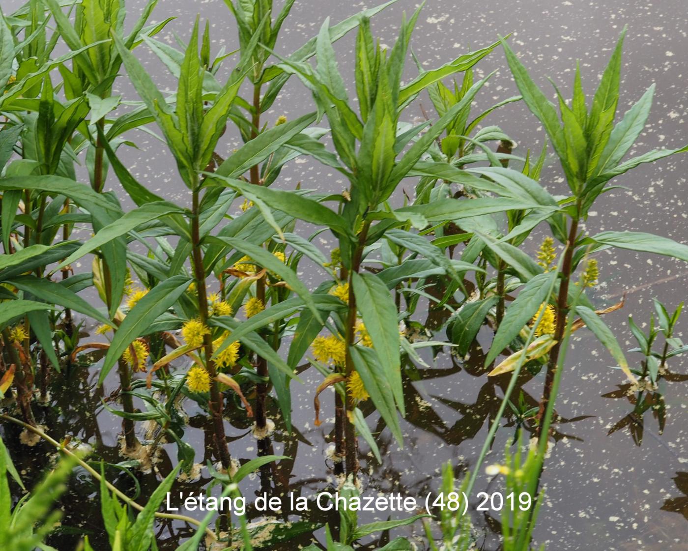 Loosestrife, Tufted plant